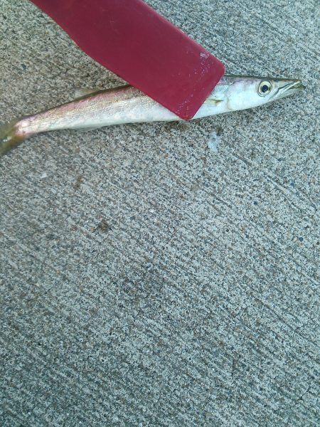 暴風豆アジング