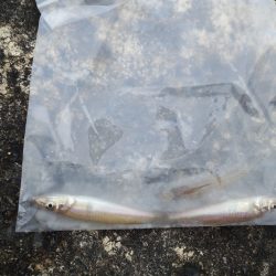 夏エギング＆キッシング！！