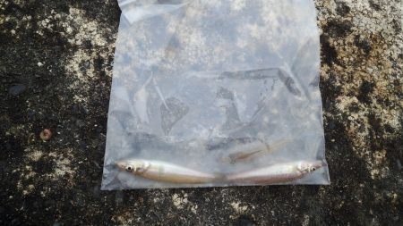 夏エギング＆キッシング！！