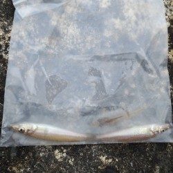 夏エギング＆キッシング！！