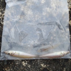 夏エギング＆キッシング！！