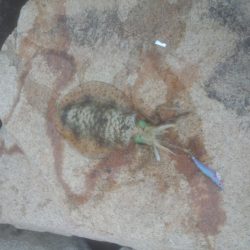 ガシラに始まりガシラに終わる