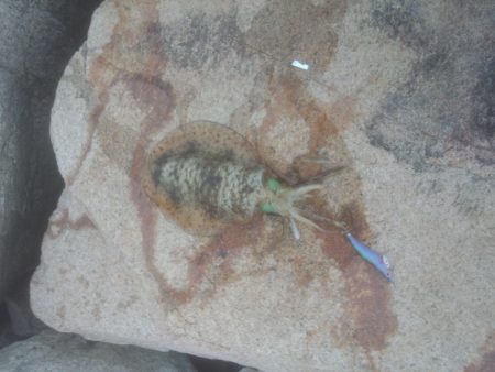 ガシラに始まりガシラに終わる