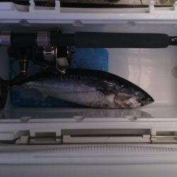 北港釣り公園ショアジギ