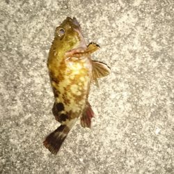 とりあえず、食料調達