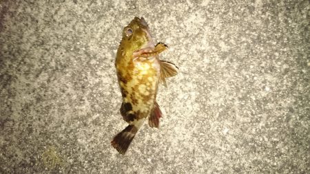 とりあえず、食料調達