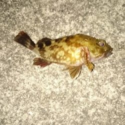 とりあえず、食料調達