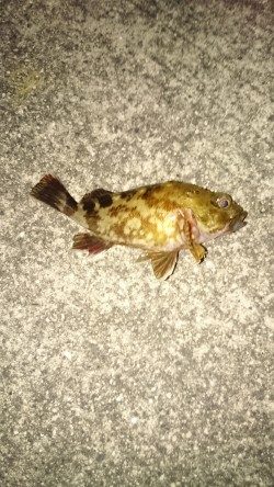 とりあえず、食料調達