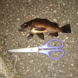 雨が上がったのでちょっとだけ