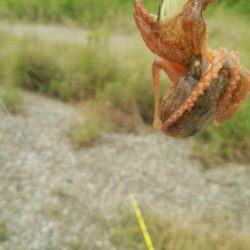 やっと舞洲にも癒しの新子到来!!
