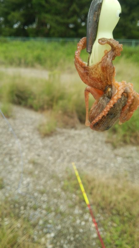 やっと舞洲にも癒しの新子到来!!