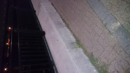 同じ青物ですが