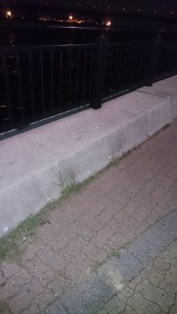 同じ青物ですが