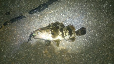 アジを探してきました