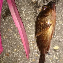 台風の後はどんな感じかな