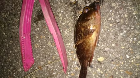 台風の後はどんな感じかな