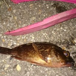 台風の後はどんな感じかな