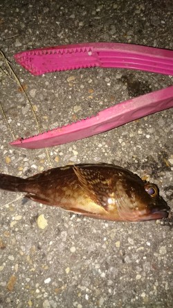 台風の後はどんな感じかな