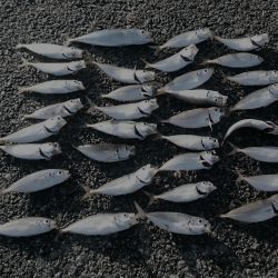 豆アジ 大漁です