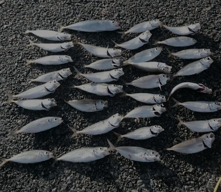 豆アジ 大漁です