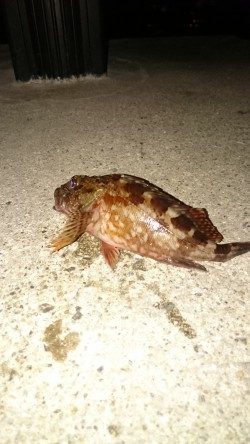 仕事帰りにちょっとだけよー