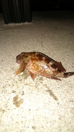 仕事帰りにちょっとだけよー