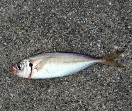 アジングのはじまりかな