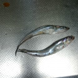 ジグサビキ 試し釣り