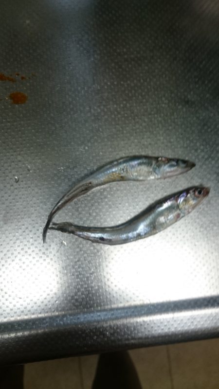 ジグサビキ 試し釣り