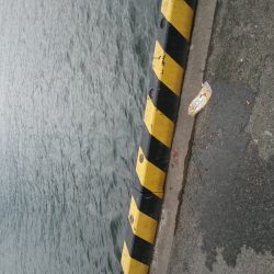 豆アジ沢山 釣れました