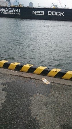 豆アジ沢山 釣れました