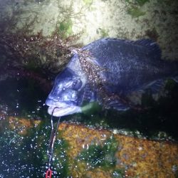 チニングで初ゲット