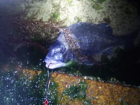 チニングで初ゲット