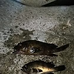 メバルは、何処に！