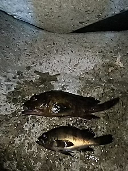 メバルは、何処に！