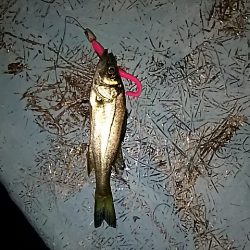 もお少しメバル。