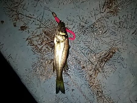 もお少しメバル。