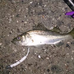 アジのつもりが、、、