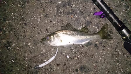 アジのつもりが、、、