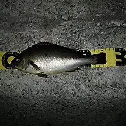 嬉しいゲスト！