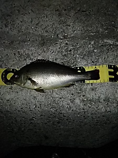 嬉しいゲスト！