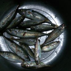 春木ベランダでサビキ釣り