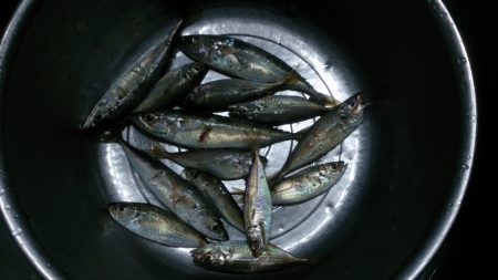 春木ベランダでサビキ釣り