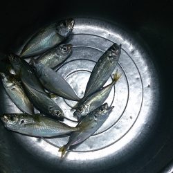 アジングにて小アジ