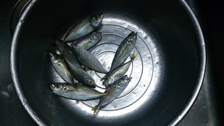 アジングにて小アジ