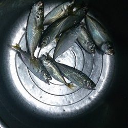 アジングにて小アジ
