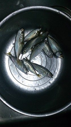 アジングにて小アジ