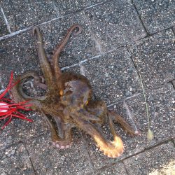 春木ベランダでサバ＆イワシ＆タコGET