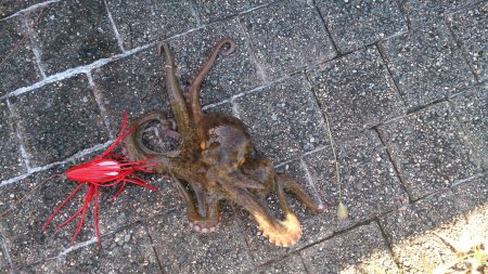 春木ベランダでサバ＆イワシ＆タコGET