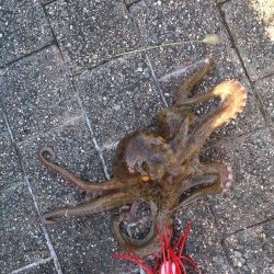 春木ベランダでサバ＆イワシ＆タコGET